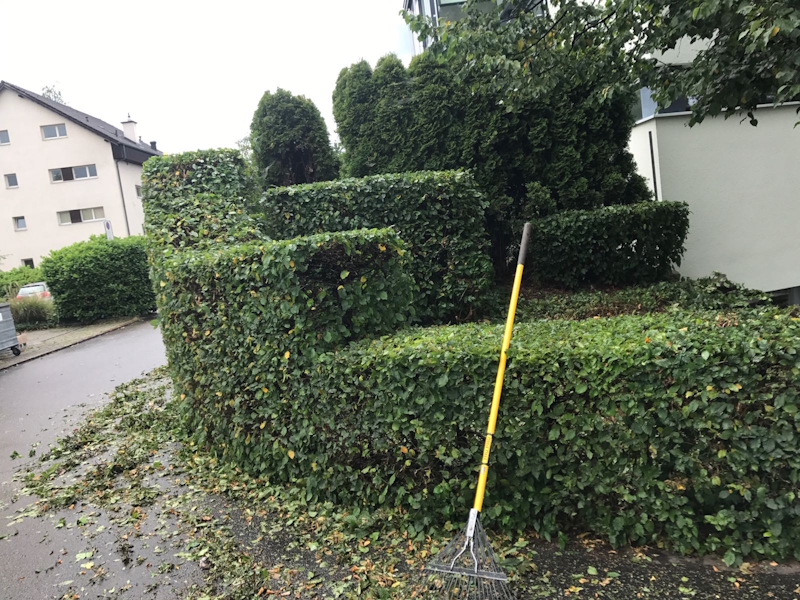In Form geschnittene Buchenhecke mit Laubrechen und zusammengetragenem Schnittgut am Strassenrand