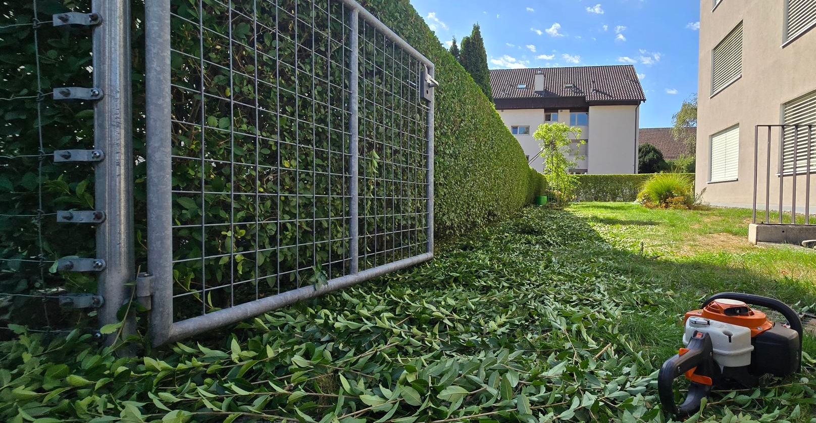 Frisch geschnittene Buchenhecke mit Schnittgut auf dem Rasen und Motorheckenschere im Vordergrund